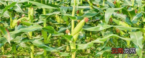 博玉108玉米品种