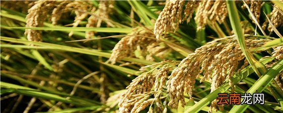 野香优海丝水稻特征特性