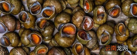 如何养殖田螺