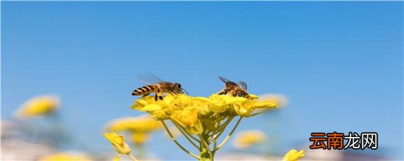 几月诱蜂最容易来蜂