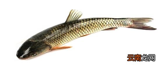 草鱼水花鱼苗养殖技术