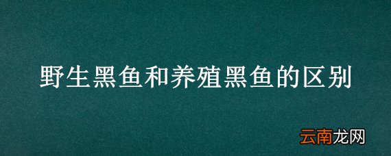 野生黑鱼和养殖黑鱼的区别