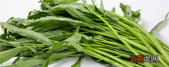 鱼塘空心菜水培的种法