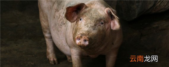 猪低烧36度用什么药