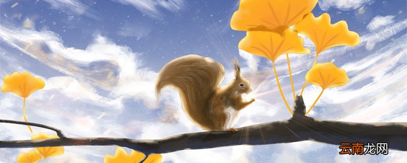 松鼠的尾巴可以起到什么作用 松鼠的尾巴的作用是干什么的