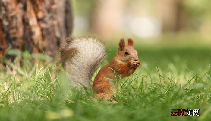松鼠的尾巴可以起到什么作用 松鼠的尾巴的作用是干什么的