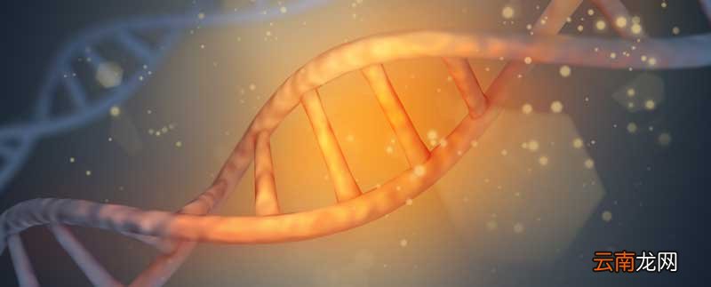 组成dna的基本单位是什么 组成dna的基本单位