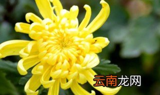 鲜菊花能放冰箱保鲜吗 鲜菊花放冰箱可以保存多久