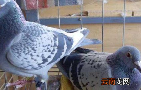 种用童鸽的管理措施