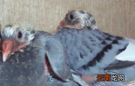 种用童鸽的管理措施