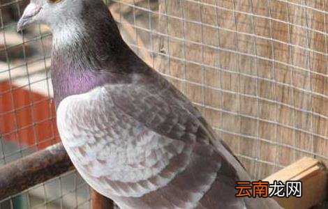 种用童鸽的管理措施