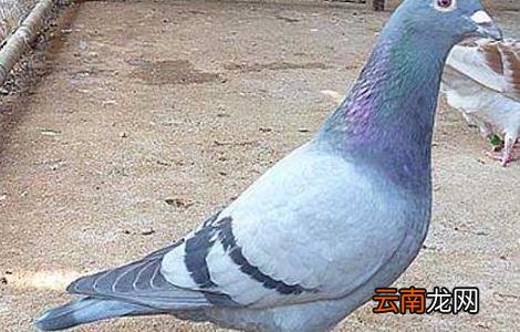 种用童鸽的管理措施