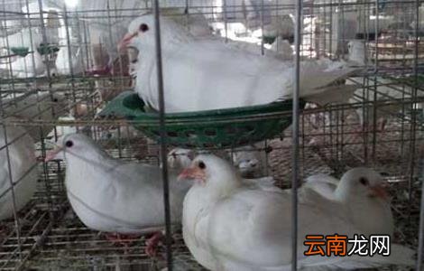 肉鸽咳嗽与喘怎样治疗？