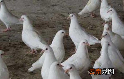 肉鸽咳嗽与喘怎样治疗？