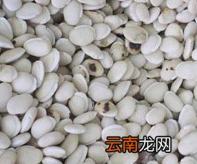 白扁豆营养价值和药用价值