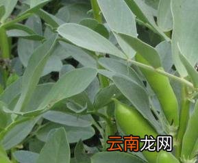 蚕豆食相克物和蚕豆相宜食物 蚕豆有哪些保健作用