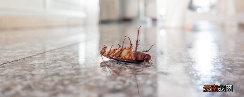 如何杀蟑螂 如何杀蟑螂最有效