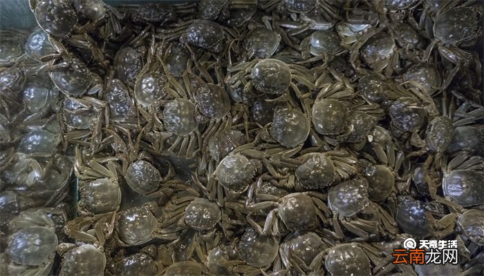 山螃蟹吃什么 山螃蟹吃什么食物