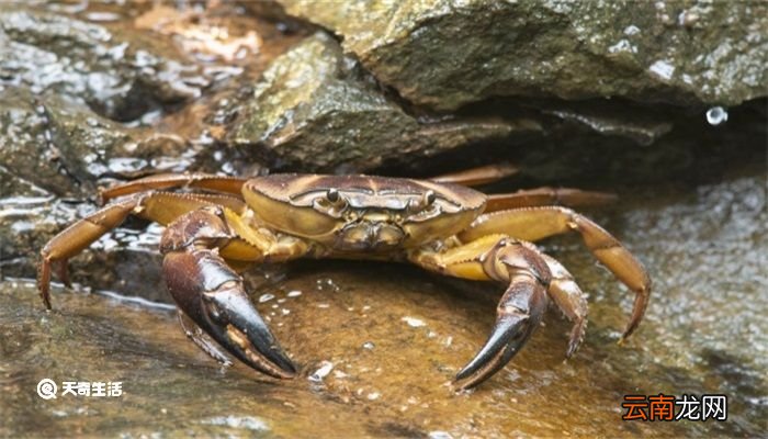 山螃蟹吃什么 山螃蟹吃什么食物