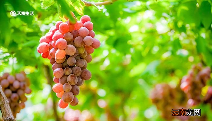 阳光玫瑰和晴王的区别 阳光玫瑰和晴王有什么区别