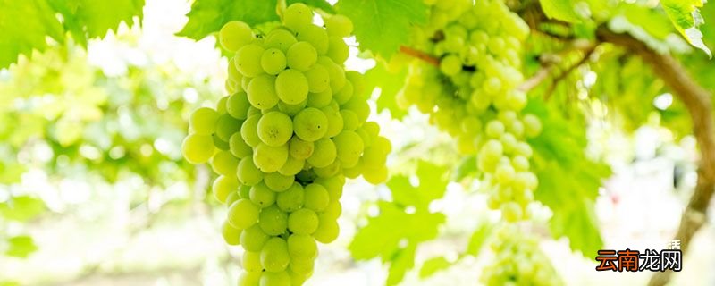 阳光玫瑰和晴王的区别 阳光玫瑰和晴王有什么区别