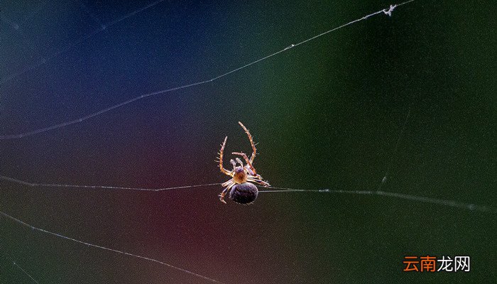 蟹蛛昆虫记主要内容概括 昆虫记是什么