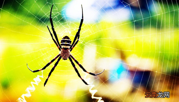 蟹蛛昆虫记主要内容概括 昆虫记是什么