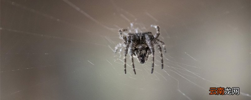 蟹蛛昆虫记主要内容概括 昆虫记是什么