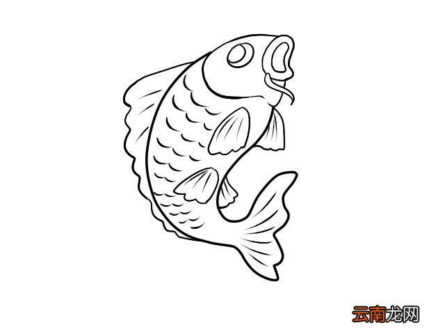 鲤鱼简笔画 零基础学鲤鱼简笔画