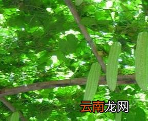 丝瓜的品种有哪些