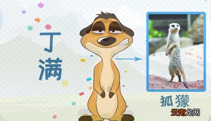 丁满是什么动物丁满是什么