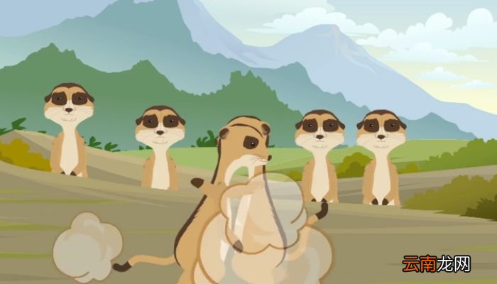 丁满是什么动物丁满是什么