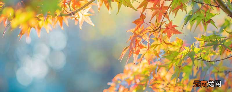 处暑是最热的时候吗 处暑热还是大暑热