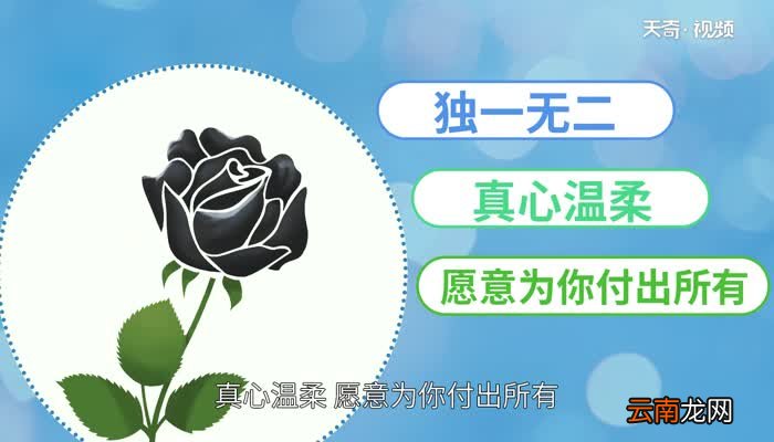 黑色玫瑰花语 黑玫瑰的花语是什么