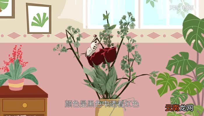 黑色玫瑰花语 黑玫瑰的花语是什么