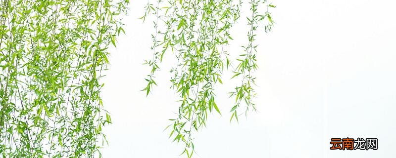 小枣树与小柳树的道理 小柳树和小枣树告诉我们什么道理