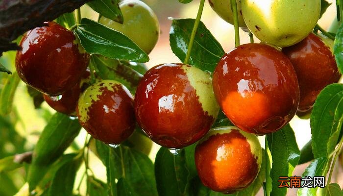 小枣树与小柳树的道理 小柳树和小枣树告诉我们什么道理