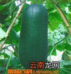 冬瓜营养成分和食疗保健作用