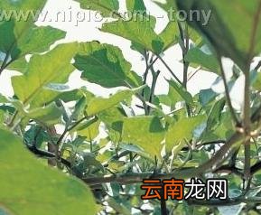 茄子花腐病特征和防治方法