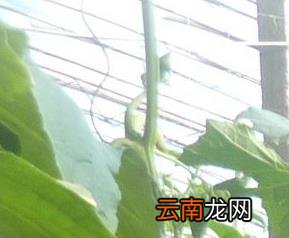 绿如意丝瓜高效栽培要点