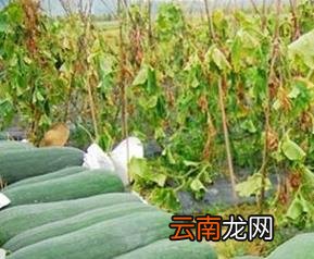 冬瓜养生吃法,冬瓜如何吃对身体好