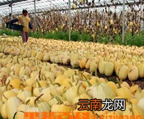 金丝瓜的高效栽培技术