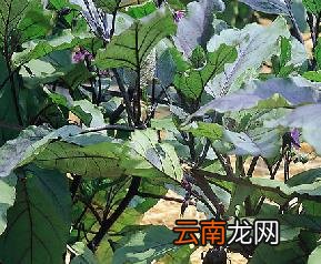 茄子种植技巧 茄子栽培注意事项