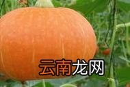 南瓜和倭瓜的区别是什么？