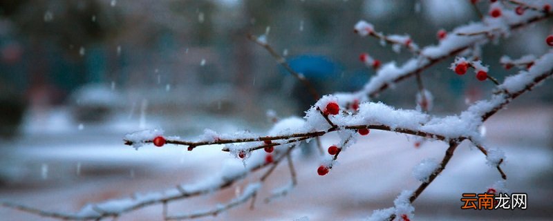 梅花古诗翻译 梅花王安石的诗句讲解