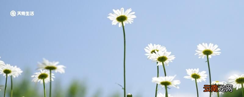 夏日对雨赏析 夏日对雨翻译