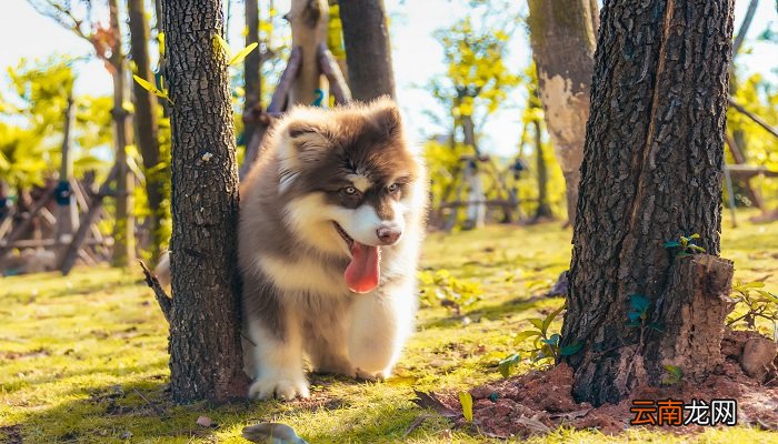 阿拉斯加犬多少钱一只 阿拉斯加犬一只多少钱