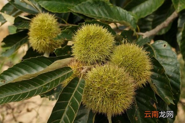 毛栗子的功效与作用 毛栗子有什么作用