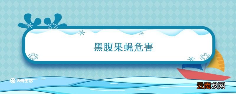黑腹果蝇危害 黑腹果蝇有什么用