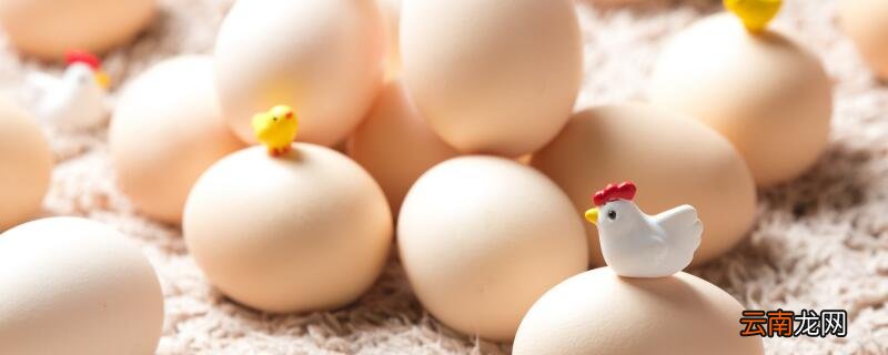 小蛋壳的故事 小蛋壳故事主要讲了什么